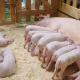 Uppfödning av grisar hemma för nybörjare: göra en svinstia och upprätta en affärsplan