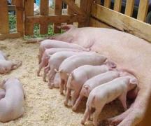 शुरुआती लोगों के लिए घर पर सूअर पालना: सूअरबाड़ा बनाना और एक व्यवसाय योजना तैयार करना