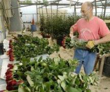 Ako si urobiť biznis z pestovania húb sami Pestovanie zeleniny v byte ako podnikanie